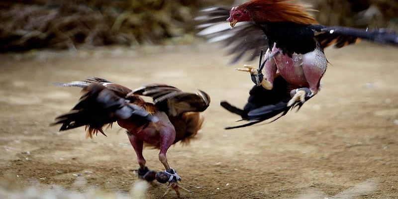 Tạo giao dịch và hoàn thành việc đặt cược